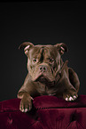 Olde English Bulldog im Studio