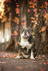 Olde English Bulldog im Herbst