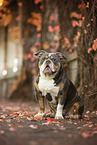 Olde English Bulldog im Herbst