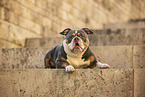 Olde English Bulldog