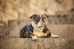 Olde English Bulldog