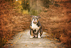 Olde English Bulldog im Herbst