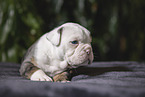 Olde English Bulldog Welpe