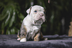 Olde English Bulldog Welpe