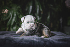 Olde English Bulldog Welpe