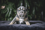 Olde English Bulldog Welpe