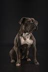 Olde English Bulldog im Studio