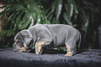 Olde English Bulldog Welpe