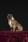 Olde English Bulldog im Studio