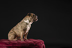 Olde English Bulldog im Studio