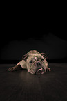 Olde English Bulldog im Studio