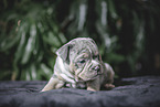 Olde English Bulldog Welpe