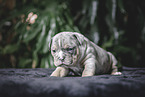 Olde English Bulldog Welpe