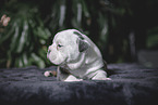 Olde English Bulldog Welpe