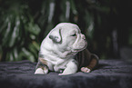 Olde English Bulldog Welpe