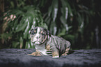 Olde English Bulldog Welpe