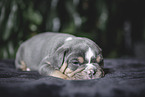 Olde English Bulldog Welpe