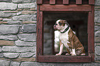 Olde English Bulldog Rde