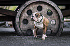 Olde English Bulldog Rde