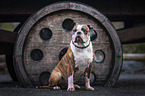 Olde English Bulldog Rde