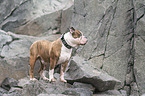 Olde English Bulldog Rde