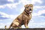 Olde English Bulldog