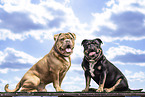 Olde English Bulldogs