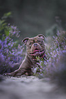 Olde English Bulldog