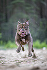 Olde English Bulldog