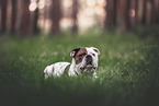 Olde English Bulldog