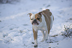 Olde English Bulldog im Schnee
