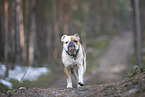 Olde English Bulldog