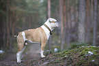 Olde English Bulldog
