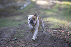 Olde English Bulldog
