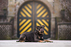 Olde English Bulldog