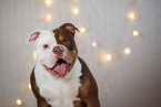 Olde English Bulldog in Weihnachtsdeko