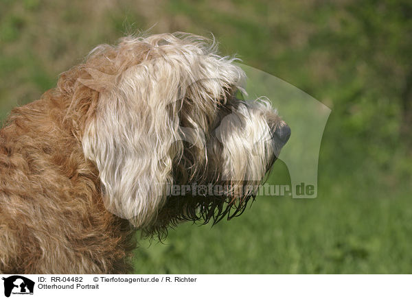 Otterhound Portrait / Otterhound Portrait / RR-04482