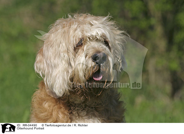 Otterhound Portrait / RR-04490