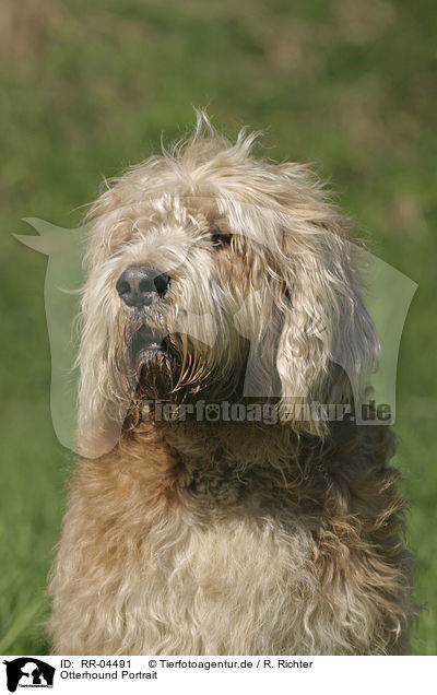 Otterhound Portrait / RR-04491