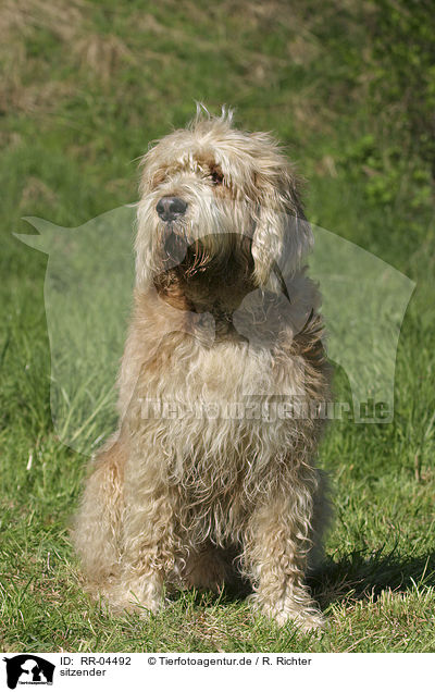 sitzender / sitting Otterhound / RR-04492