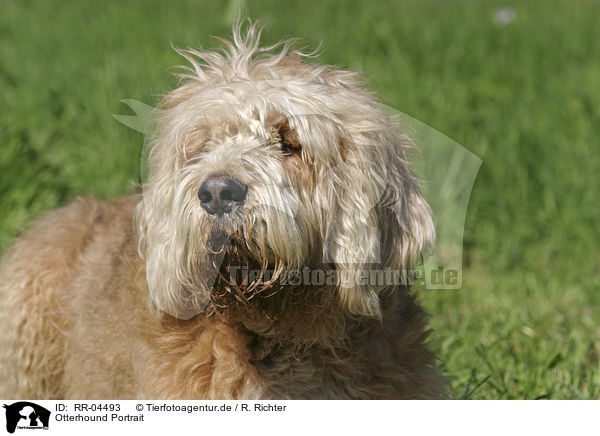 Otterhound Portrait / RR-04493