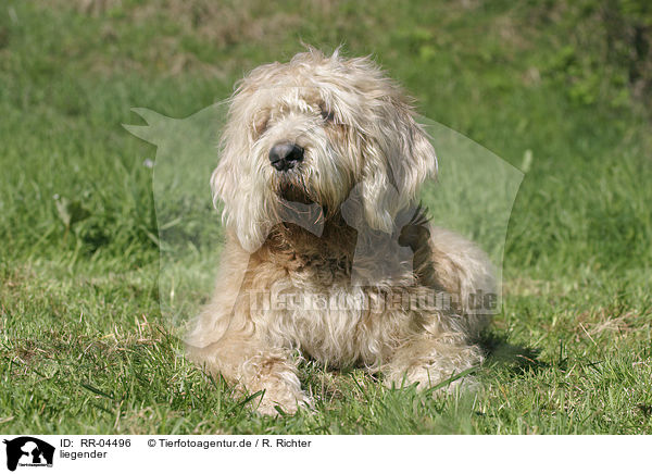 liegender / lying Otterhound / RR-04496