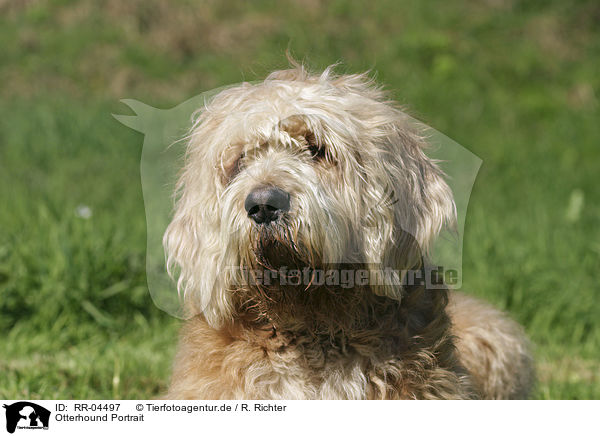 Otterhound Portrait / RR-04497