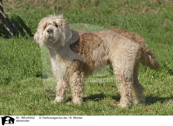 stehender / standing Otterhound / RR-04502