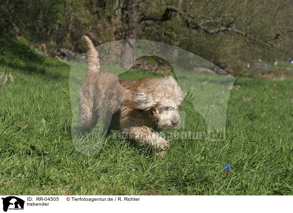 trabender / trotting Otterhound / RR-04505
