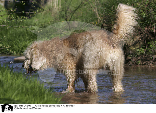 Otterhound im Wasser / RR-04507