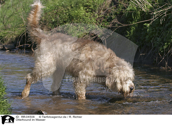 Otterhound im Wasser / RR-04508