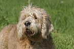 Otterhound Portrait