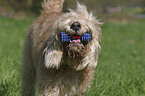 Otterhound Portrait