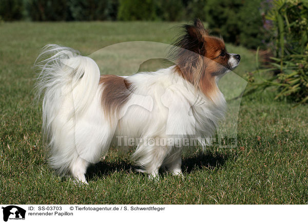 rennender Papillon / running Papillon / SS-03703